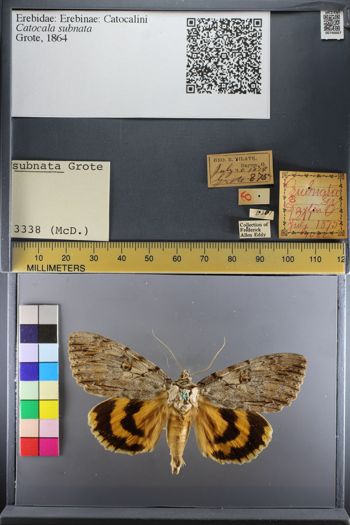 Media type: image;   Entomology 746667